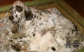 Setter Anglais IZTINGORRI TAN Setter Anglais IZTINGORRI TAN